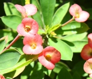 Peach Crown of Thorns, Euphorbia milii 'Peach', copyright � almostedenplants.com